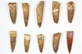 Lot: -, Bargain Spinosaurus Teeth - Pieces #87838-1